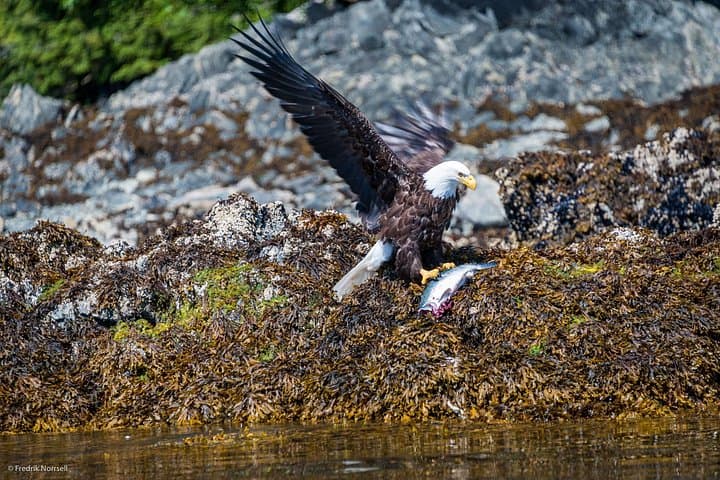Chilkoot Lake Kayaking: Guided Sea Kayak Trips from Skagway to Haines’ Turquoise Waters photo 2