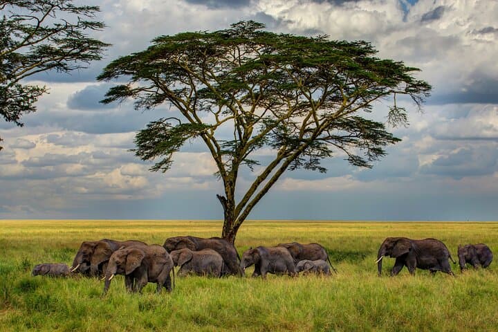 Multi-Day Camping Calving Safari: Arusha to Serengeti & Ngorongoro photo 1