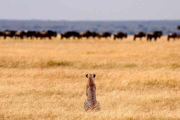 Multi-Day Camping Calving Safari: Arusha to Serengeti & Ngorongoro photo 2