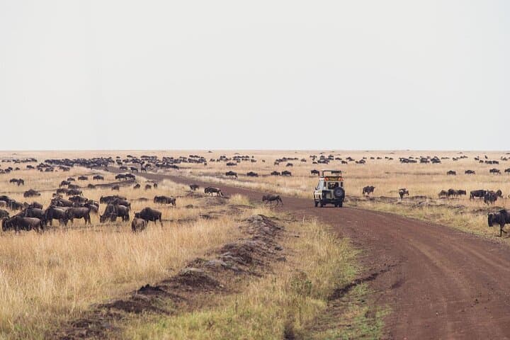 7-Day Private Jeep Safari from Nairobi — Masai Mara, Nakuru, Naivasha & Amboseli photo 4