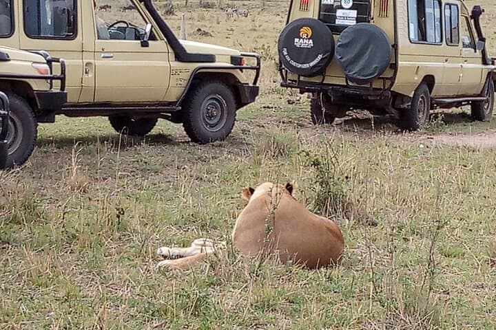 7-Day Private Jeep Safari from Nairobi — Masai Mara, Nakuru, Naivasha & Amboseli photo 5
