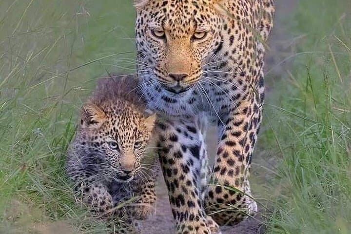 6-Day Amboseli, Lake Naivasha & Masai Mara Safari — Big Five, Rift Valley and Kilimanjaro Views photo 3