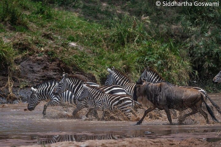 Epic 5-Day Masai Mara Wildebeest Migration Safari: Big Five & River Crossings photo 3