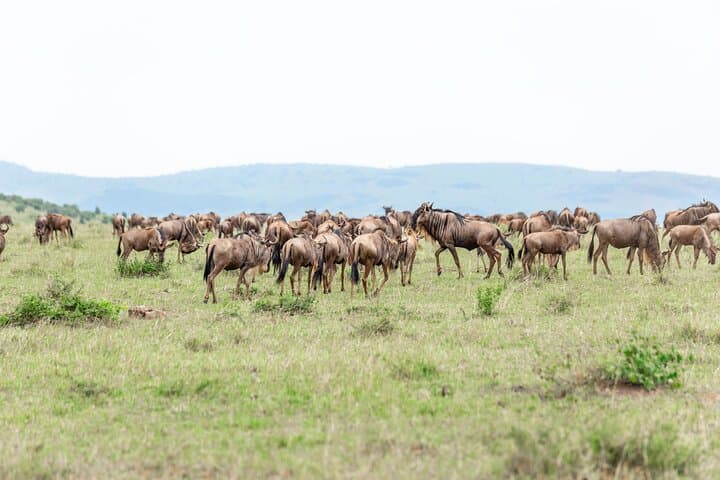 Epic 5-Day Masai Mara Wildebeest Migration Safari: Big Five & River Crossings photo 4