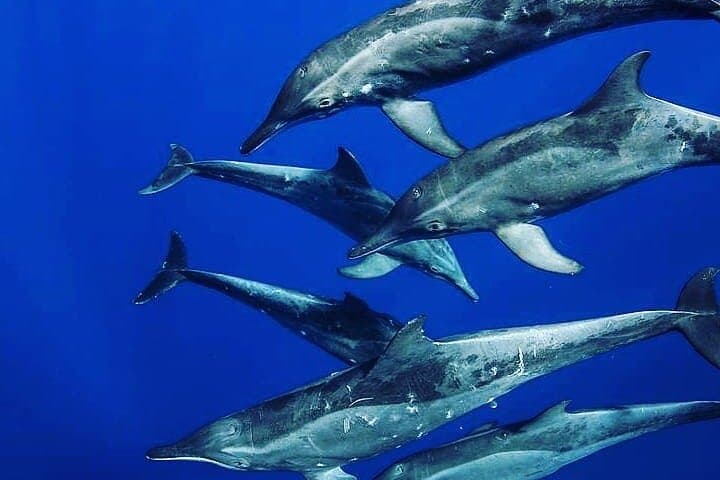 Zanzibar Full-Day Private Dolphin Tour: Jozani Forest, Paje Beach & The Rock photo 6