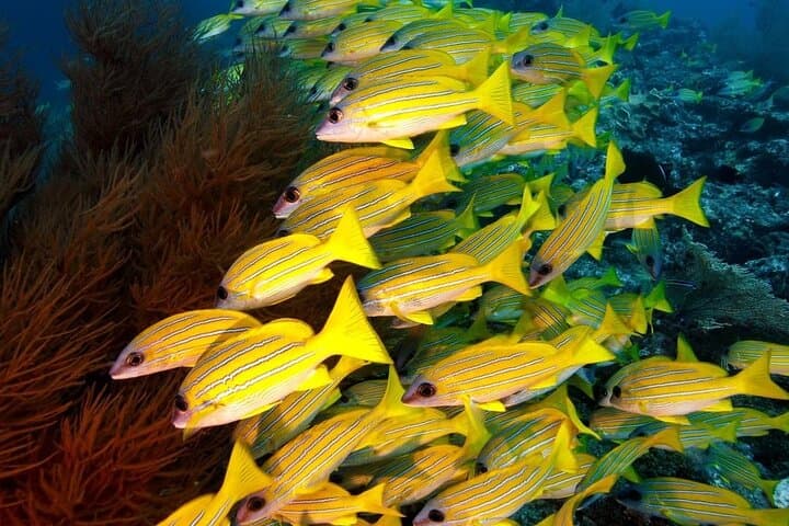 Mnemba Atoll Snorkel & Jozani Forest: Full-Day Kuza Cave, Paje Beach & The Rock photo 4