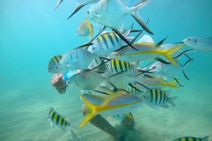 Caribe Hilton Guided Snorkel: Reef Wildlife Walk-In from San Juan Beach photo 2