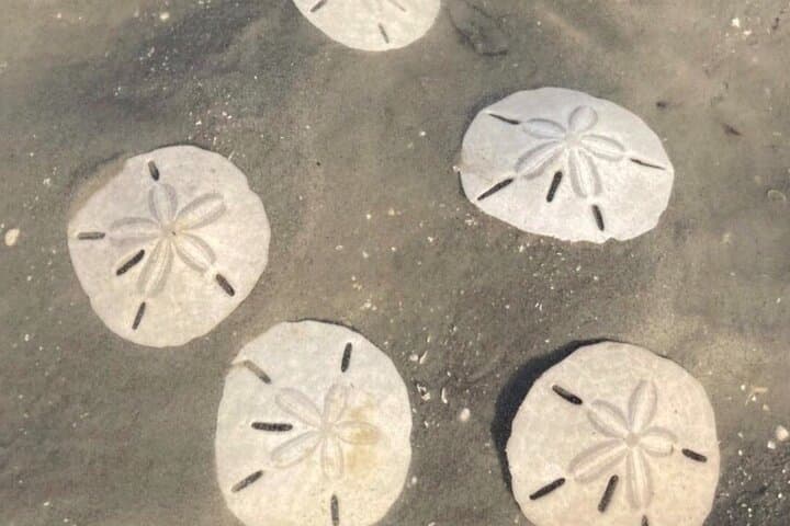 Vanishing Mile Isle Beachcomber Tour — Hilton Head's Tide-Revealed Sandbar photo 3