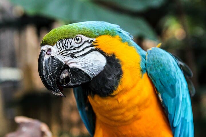 Explore Bloedel Conservatory: Vancouver's Tropical Dome and Bird Sanctuary