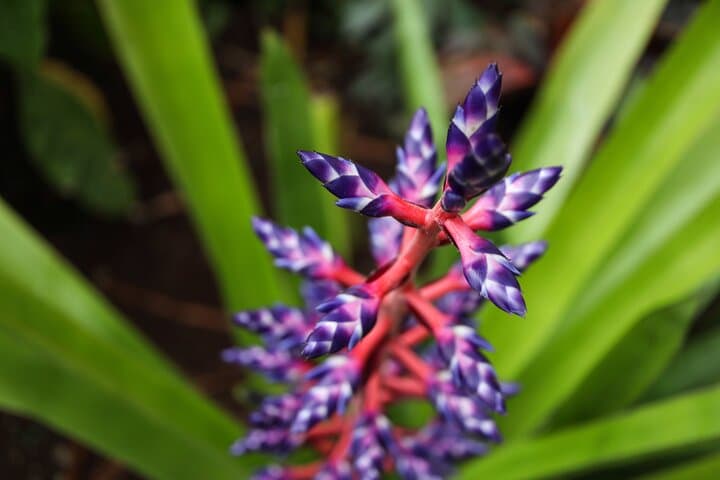 Explore Bloedel Conservatory: Vancouver's Tropical Dome and Bird Sanctuary photo 2