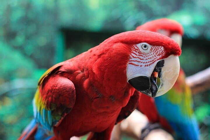 Explore Bloedel Conservatory: Vancouver's Tropical Dome and Bird Sanctuary photo 4