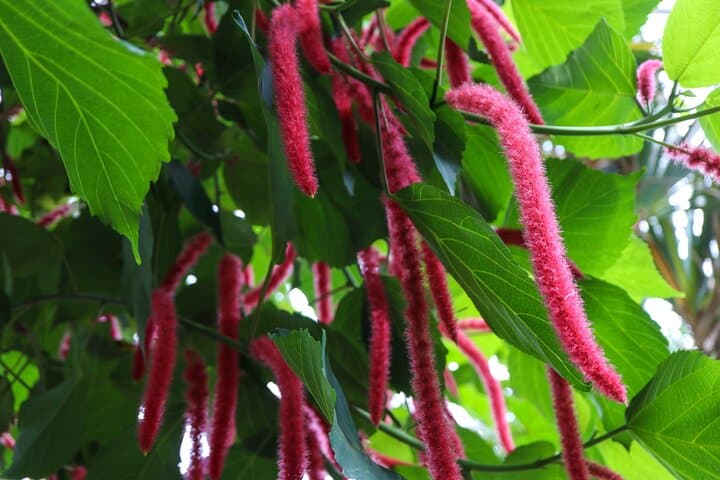 Explore Bloedel Conservatory: Vancouver's Tropical Dome and Bird Sanctuary photo 6