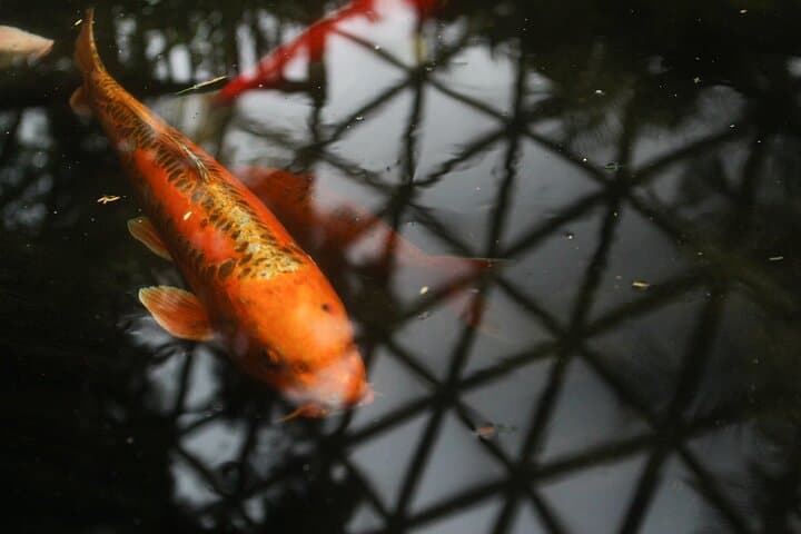 Explore Bloedel Conservatory: Vancouver's Tropical Dome and Bird Sanctuary photo 3