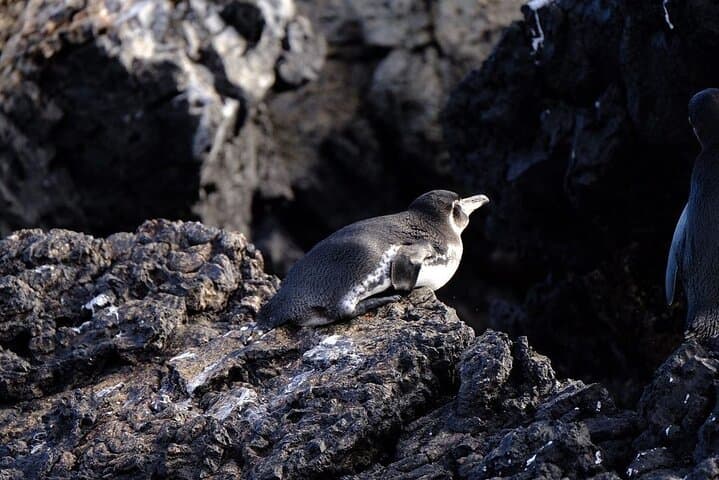 Half-Day Tintoreras Snorkel & Islet Walk — Isabela Island Wildlife Cruise photo 3