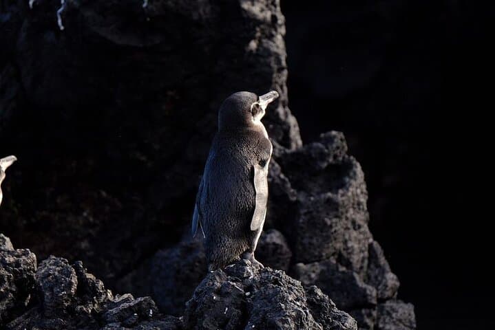 Day Trip to Isabela Island & Tintoreras — Snorkel with Penguins, Sharks and Turtles photo 1