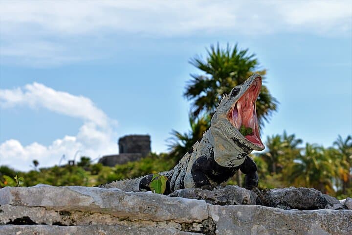 Half-Day Tulum Ruins Tour and Cenote Swim from Playa del Carmen photo 1