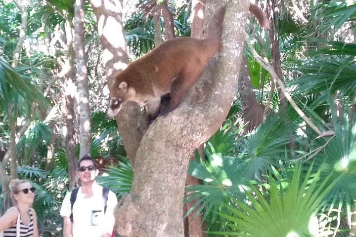 Half-Day Tulum Ruins Tour and Cenote Swim from Playa del Carmen photo 3