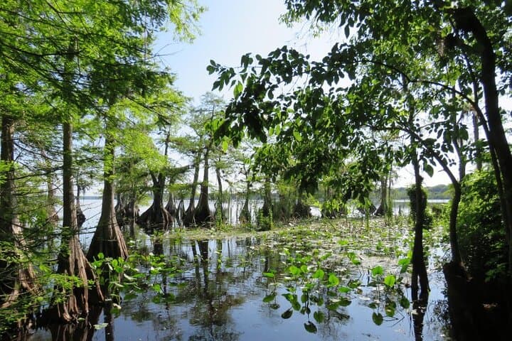Lake Norris Kayak Explorer: 3-Hour Guided Small-Group Tour in Florida's Cypress Swamp photo 1