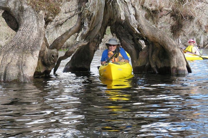 Lake Norris Kayak Explorer: 3-Hour Guided Small-Group Tour in Florida's Cypress Swamp photo 4