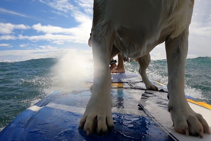 Private Surf Lessons in Maui: Beginner Surfing in Kihei & Lahaina photo 6