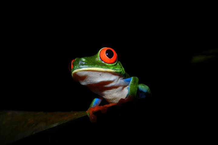 La Fortuna Night Wildlife Walk — Private Rainforest Night Tour photo 4