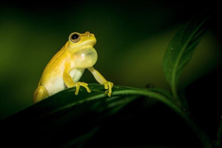 La Fortuna Night Wildlife Walk — Private Rainforest Night Tour photo 5
