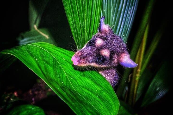 La Fortuna Night Wildlife Walk — Private Rainforest Night Tour photo 6