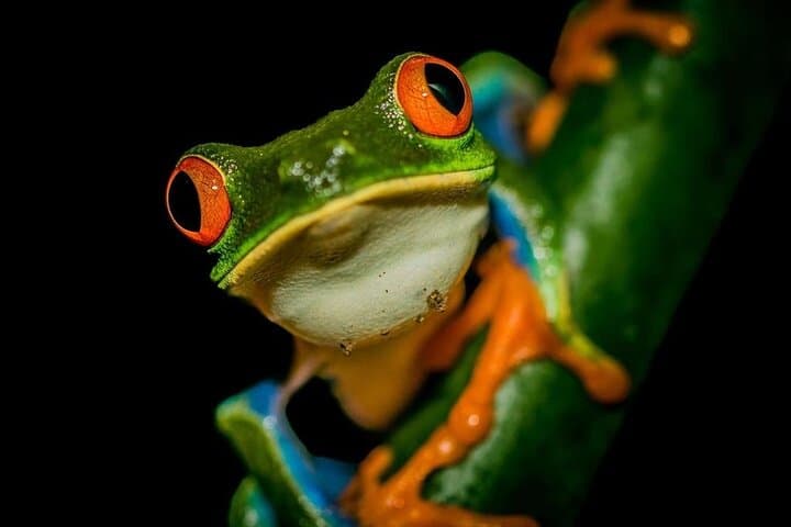 La Fortuna Night Wildlife Walk — Private Rainforest Night Tour