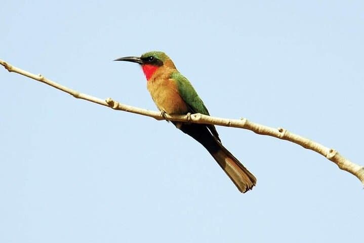 Birdwatching in The Gambia: Half-Day Forest and Wetland Tours photo 2