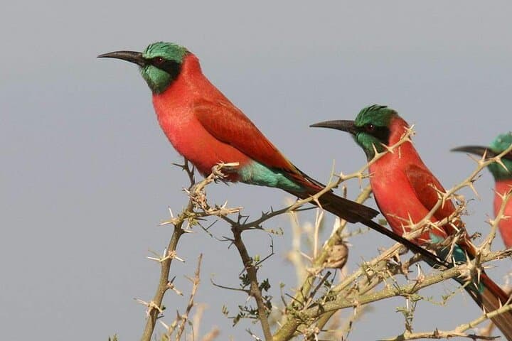 Birdwatching in The Gambia: Half-Day Forest and Wetland Tours photo 3