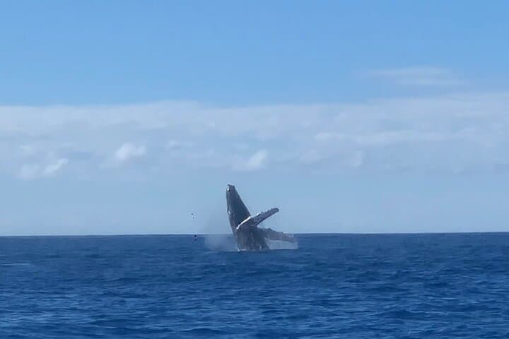 Kona Whale & Dolphin Watch — Humpbacks, Spinner Dolphins & Hydrophone Cruises photo 6