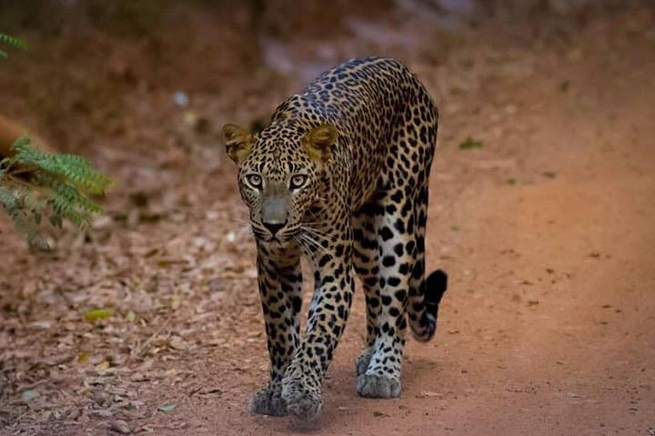 Leopard Safari in Yala National Park: Day Trip from Galle for Wildlife Viewing photo 2