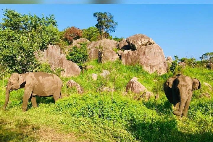 Leopard Safari in Yala National Park: Day Trip from Galle for Wildlife Viewing photo 4