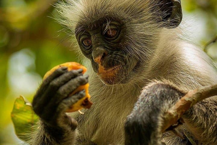 Salaam Cave to Paje Beach: Full-Day Zanzibar Swim, Forest & Coastal Tour photo 1
