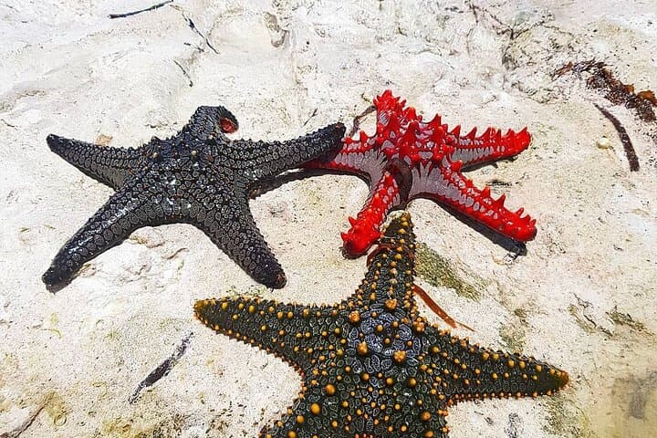 Zanzibar Full-Day: Starfish Beach, Blue Lagoon Snorkel, Kuza & Salaam Caves photo 6