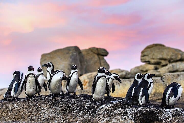 Cape Point & Boulders Penguin Colony: Full-Day Private Tour from Cape Town
