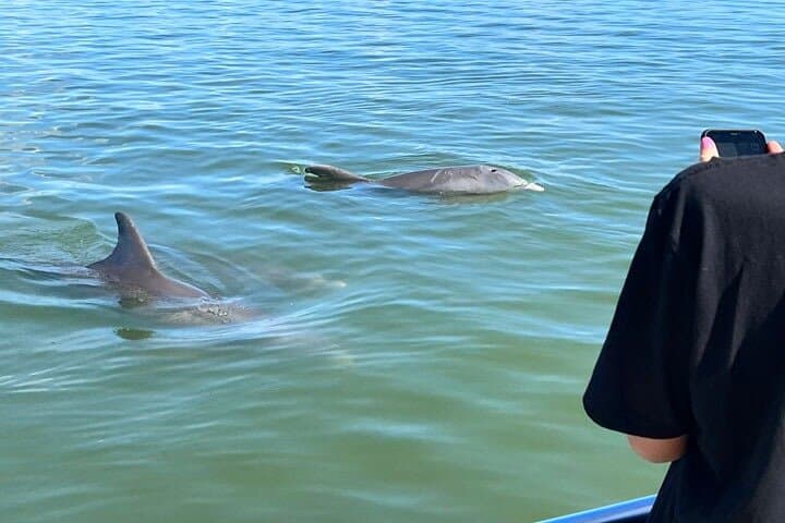 Ten Thousand Islands Eco Boat Tour: Dolphin Watching, Shelling & Birding from Marco Island photo 3