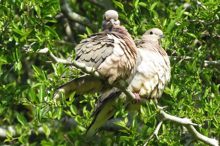 Old City Birdwatching in Colonia del Sacramento: Private Guided Walk photo 5