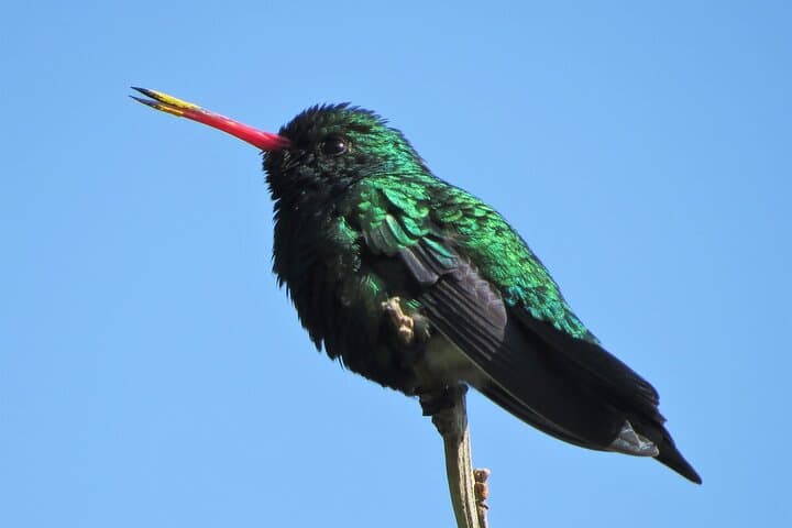Old City Birdwatching in Colonia del Sacramento: Private Guided Walk photo 2