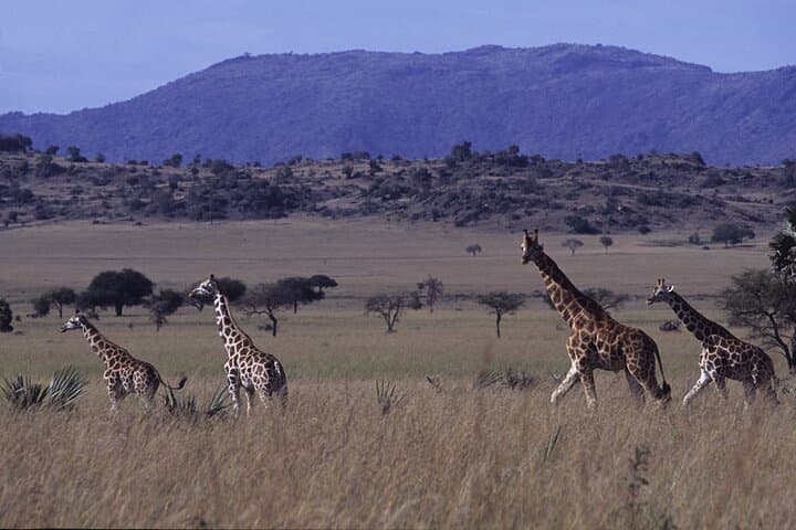5-Day Private Uganda Safari: Ziwa Rhino Sanctuary & Murchison Falls Experience photo 3