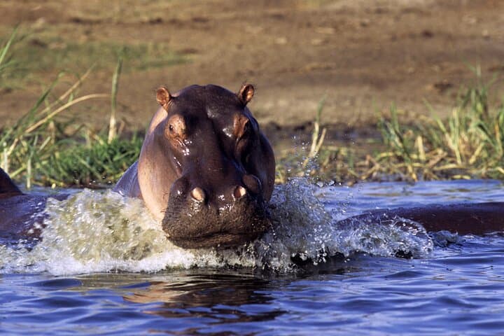 5-Day Private Uganda Safari: Ziwa Rhino Sanctuary & Murchison Falls Experience photo 4