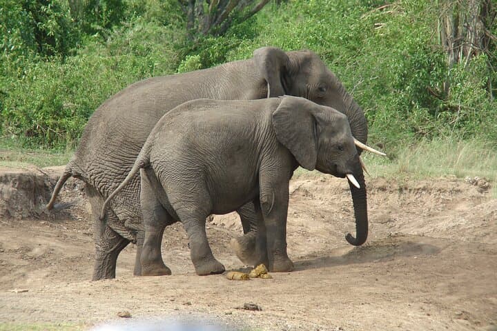 5-Day Private Uganda Safari: Ziwa Rhino Sanctuary & Murchison Falls Experience photo 5