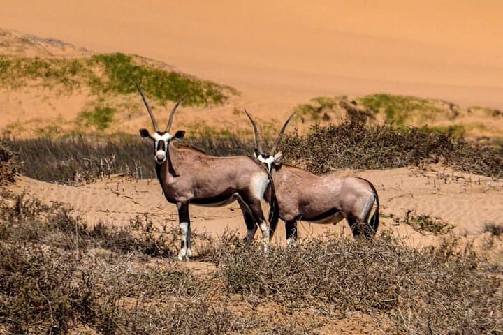 Sossusvlei in Two Days: Scenic Desert Dunes, Deadvlei & Moon Landscape from Swakopmund photo 5