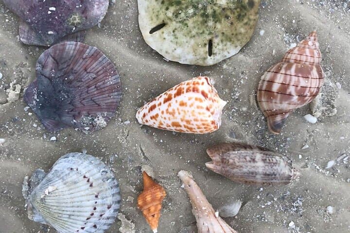 Sunrise Shelling Tour in the Ten Thousand Islands — Early-Morning Boat Trip to Kice Island & Shell Island photo 5