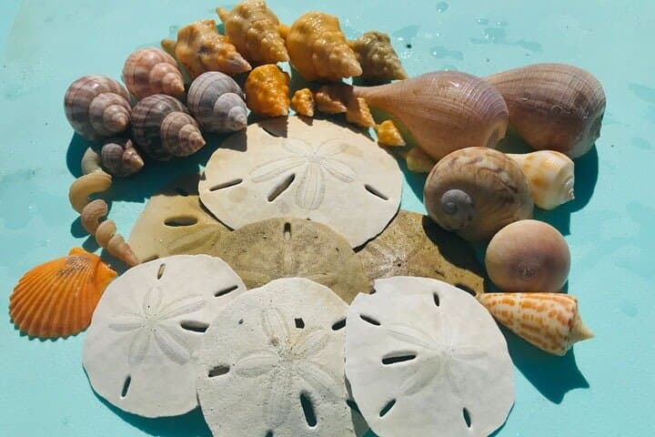 Sunrise Shelling Tour in the Ten Thousand Islands — Early-Morning Boat Trip to Kice Island & Shell Island photo 6