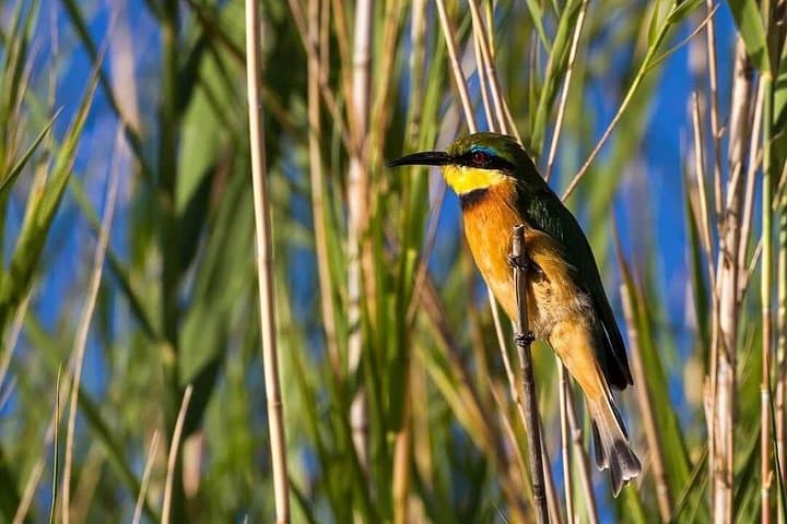 Pilanesberg National Park Full-Day Guided Safari from Johannesburg photo 2