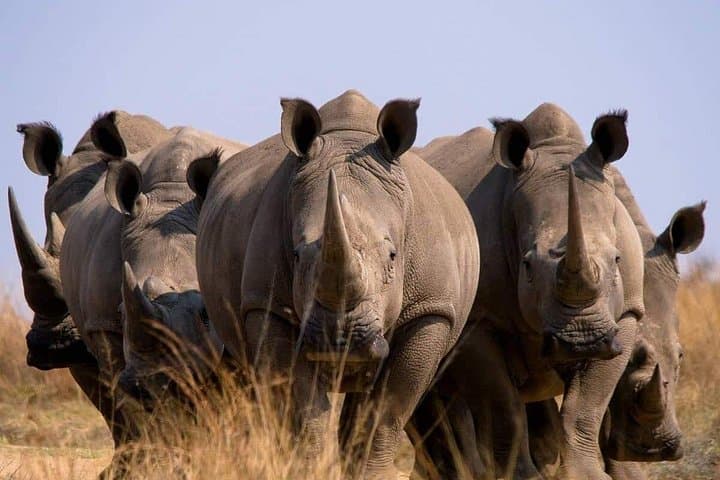 Pilanesberg National Park Full-Day Guided Safari from Johannesburg photo 3