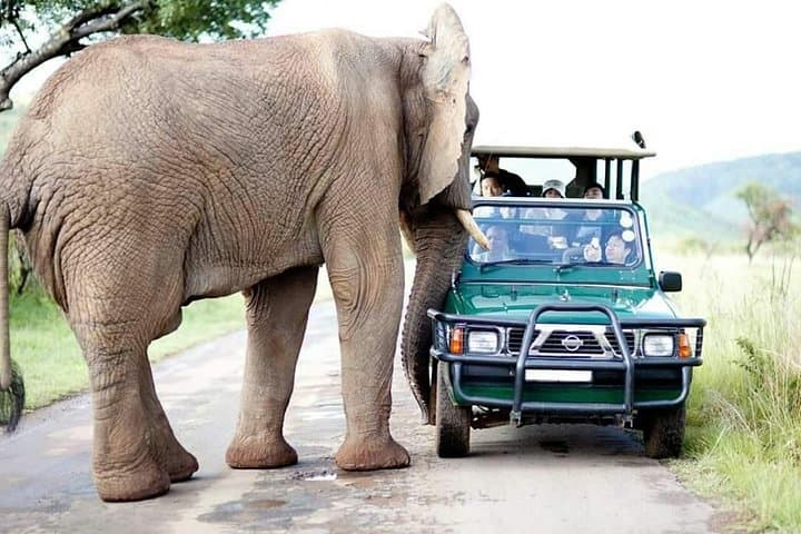 Pilanesberg National Park Full-Day Guided Safari from Johannesburg photo 4