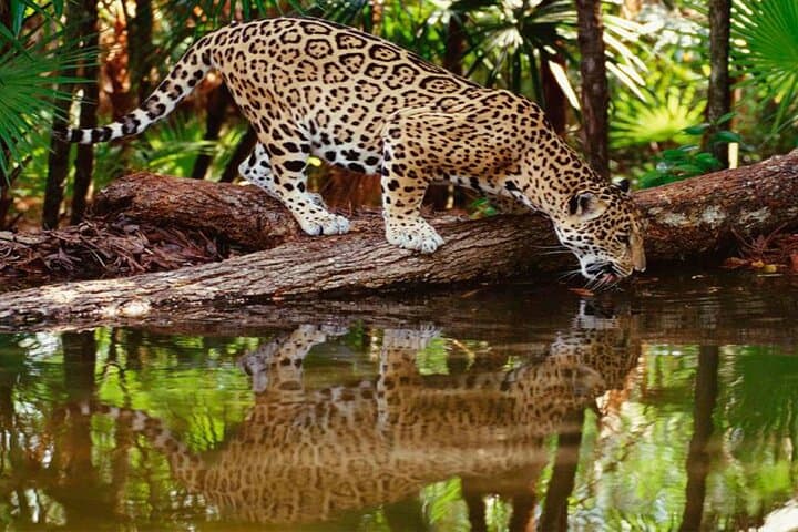 4-Day Tambopata Jungle Lodge Adventure: Lake Sandoval & Canopy Platforms photo 5