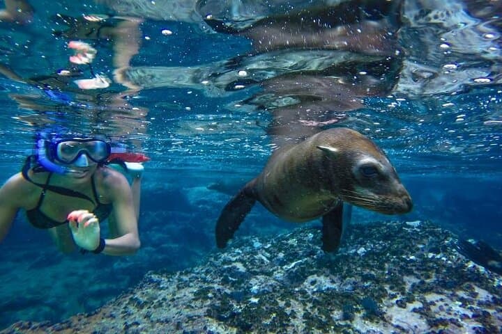Cabo Boat Tour & Pelican Rock Snorkel — El Arco, Sea Lions and Whale-Spotting